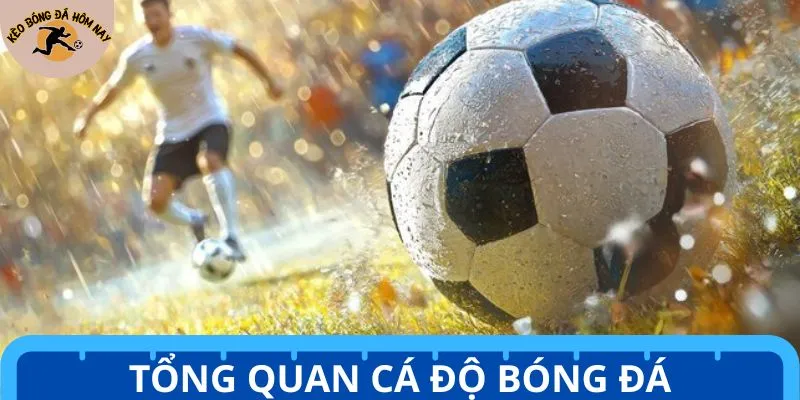 Tổng quan cá độ bóng đá